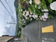 拡大表示